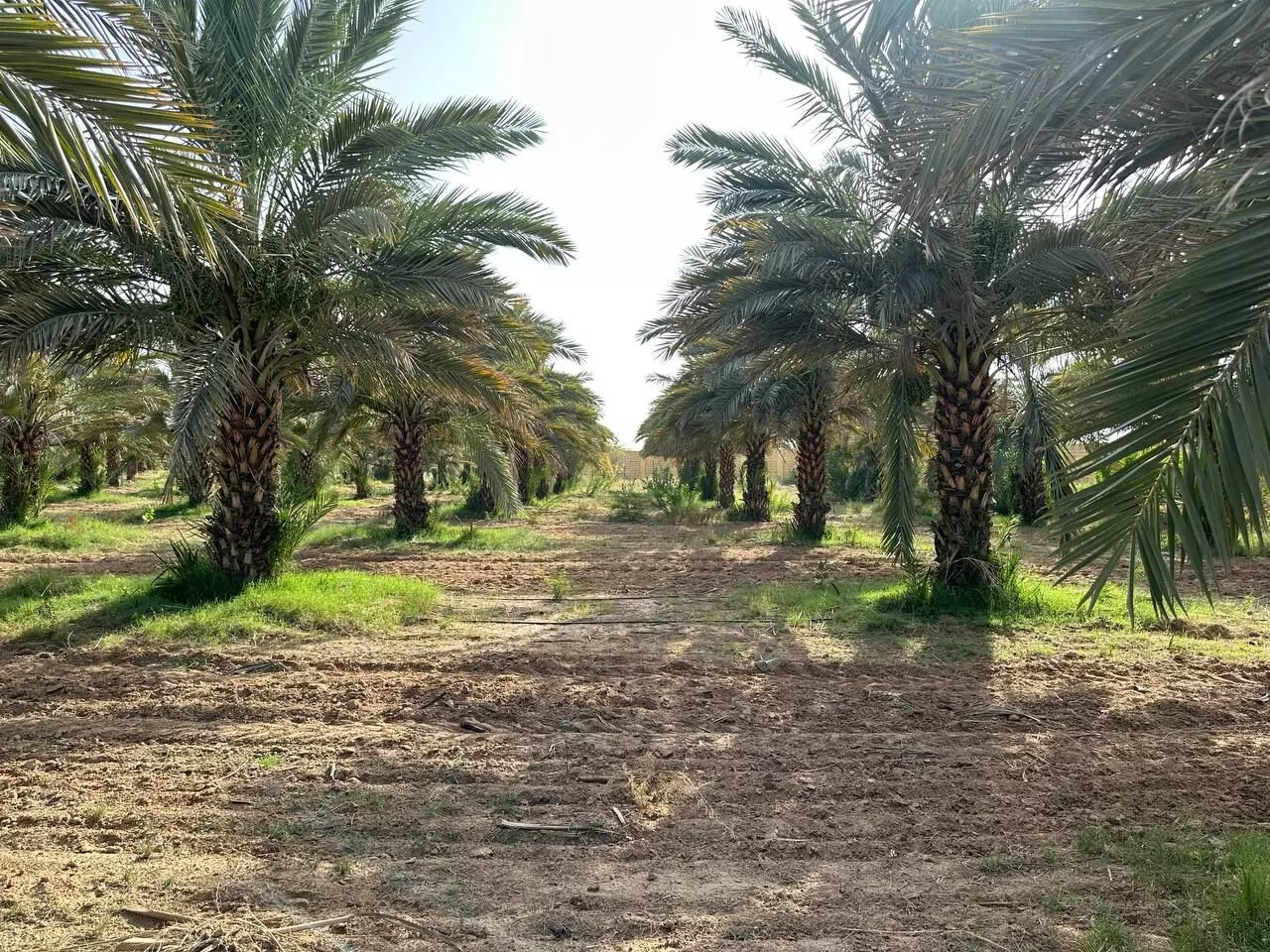 It all started in 2008 when the horticulture department of Rajasthan government decided to set up a plantation spread across 100 hectares of land in order to cultivate date palms. It all started in 2008 when the horticulture department of Rajasthan government decided to set up a plantation spread across 100 hectares of land in order to cultivate date palms.