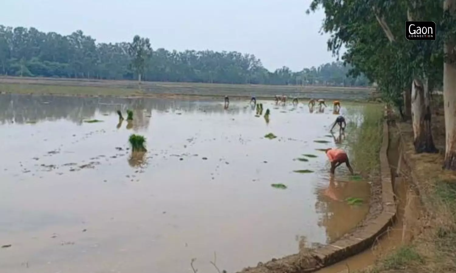 Such excessive damage to the paddy crops can only spell worry for the country. Such excessive damage to the paddy crops can only spell worry for the country.