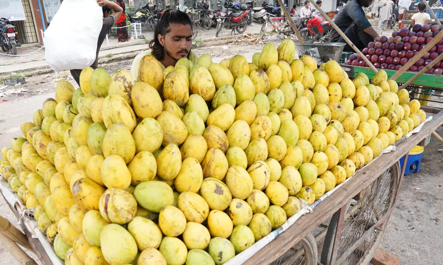 लखनऊ सफेदा की थोड़ी बहुत खूबसूरती बरकरार है लखनऊ सफेदा की थोड़ी बहुत खूबसूरती बरकरार है