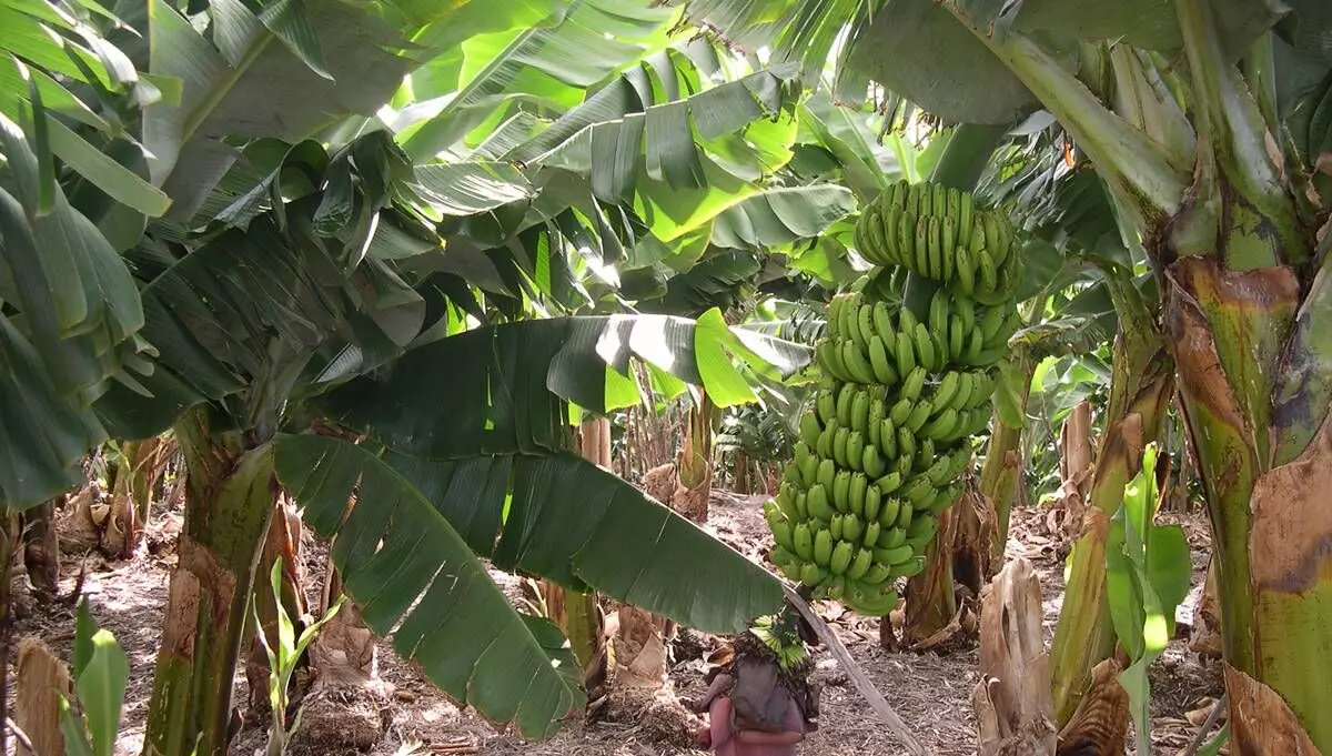 According to the scientists of the National Research Centre for Banana at Goraul village in Vaishali district, about 32,000 hectares of land are under banana cultivation in Bihar. According to the scientists of the National Research Centre for Banana at Goraul village in Vaishali district, about 32,000 hectares of land are under banana cultivation in Bihar.