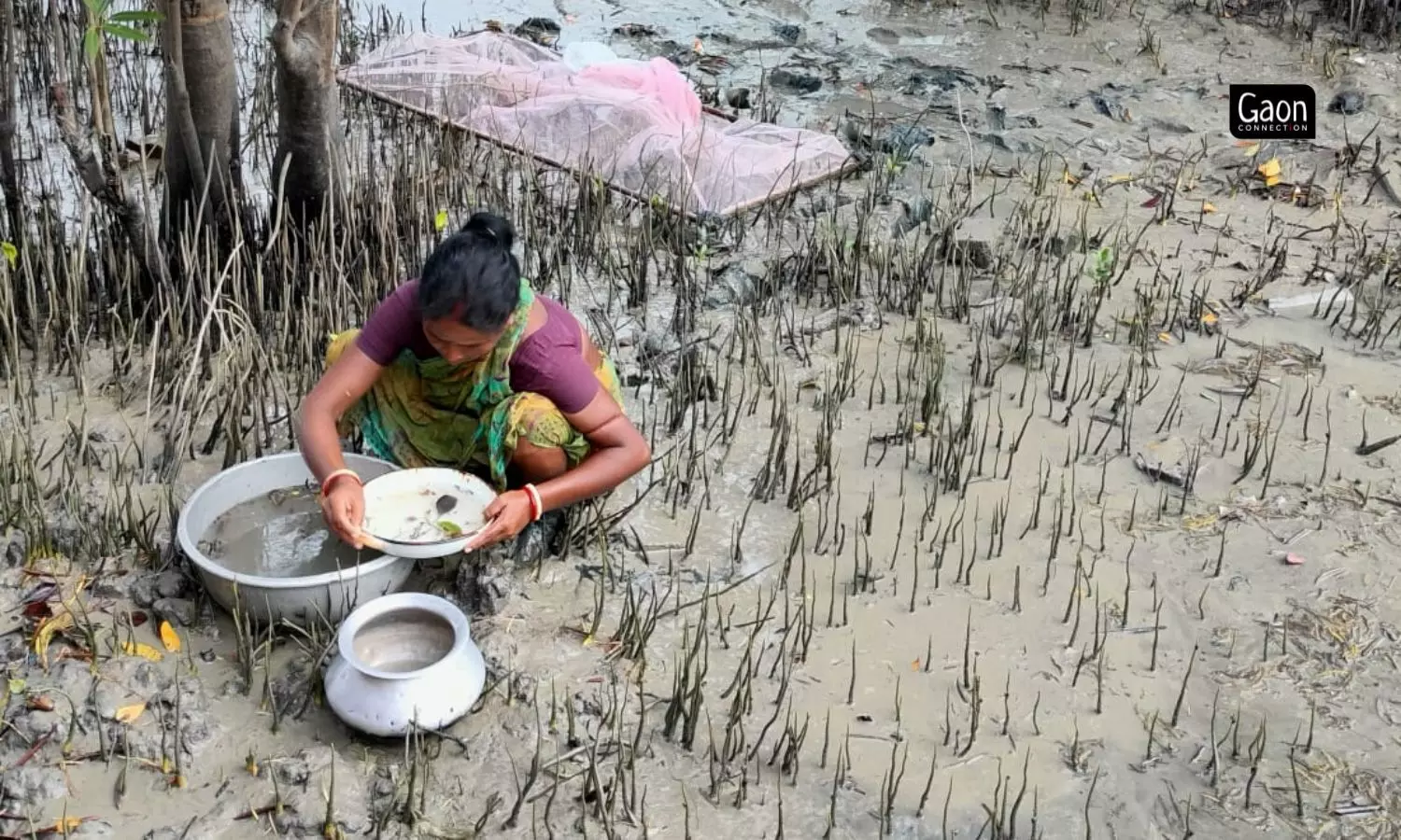 The seedlings are collected into an aluminium tasla (bowl) full of water. The meendharas sort and clean the seedlings, separating them from the other detritus from the river. The seedlings are collected into an aluminium tasla (bowl) full of water. The meendharas sort and clean the seedlings, separating them from the other detritus from the river.