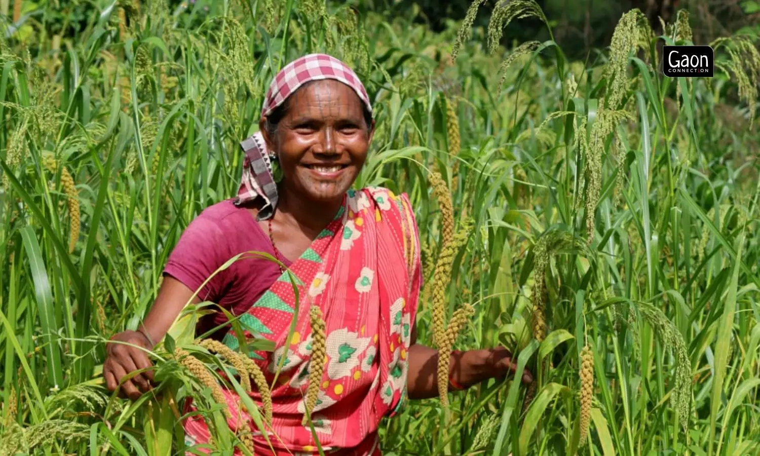 Higher income from millets is helping improve the health status of tribal women. Higher income from millets is helping improve the health status of tribal women.