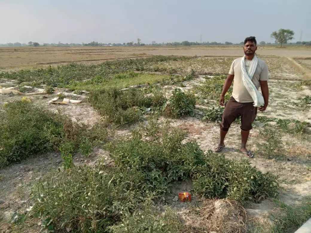 Farmers in the village suffer due to lack of electricity for irrigation. Farmers in the village suffer due to lack of electricity for irrigation.