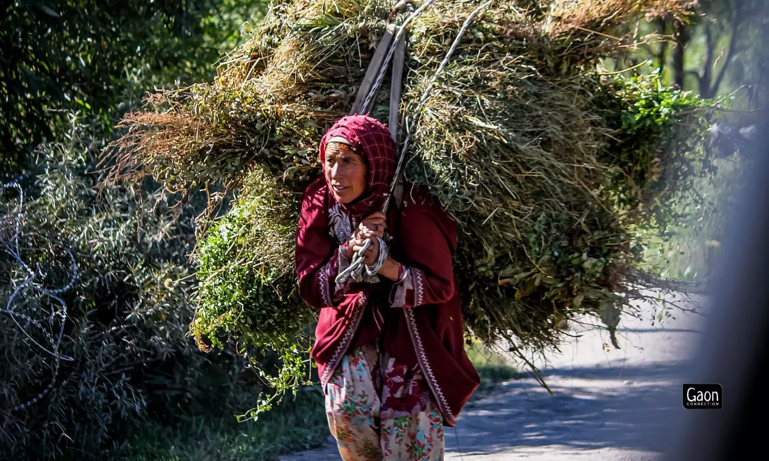 Khatija, a tribal Dai on her way to home carrying fodder. Khatija, a tribal Dai on her way to home carrying fodder.