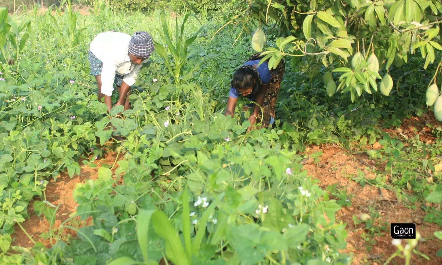 Earlier this year, Andhra Pradesh Community Managed Natural Farming introduced another farming initiative, the ATM (Any Time Money) for farmers. Earlier this year, Andhra Pradesh Community Managed Natural Farming introduced another farming initiative, the ATM (Any Time Money) for farmers.