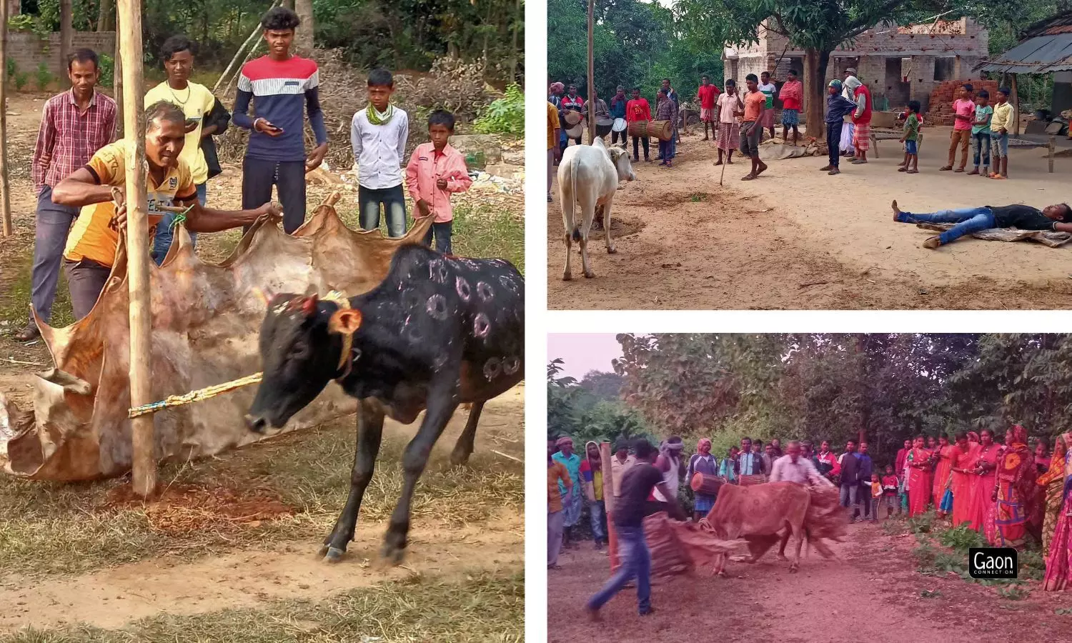 It is a festival that celebrates the harmony between humans, animals, and nature. It is a festival that celebrates the harmony between humans, animals, and nature.