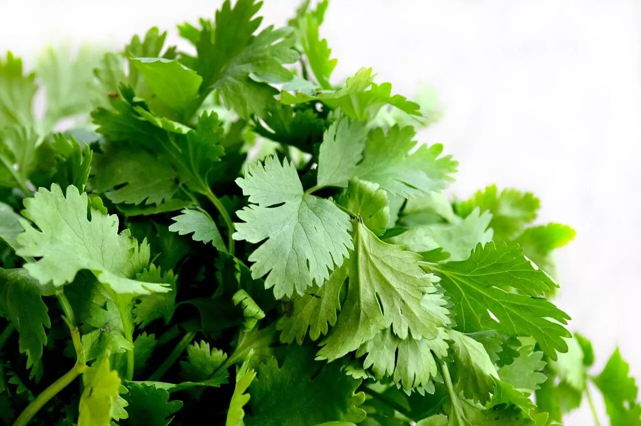 Do not overwater but keep the soil moist while cultivating coriander. Do not overwater but keep the soil moist while cultivating coriander.