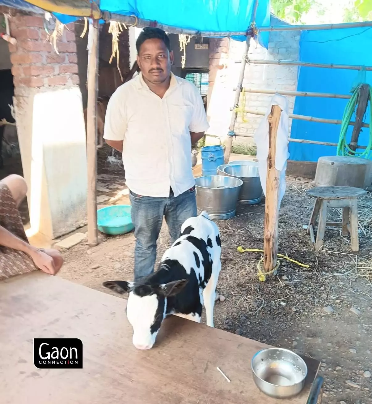 Anil with a calf of an inseminated cow. Anil with a calf of an inseminated cow.