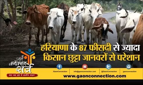 #stray animal cattle