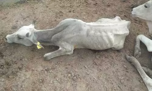#straycattle