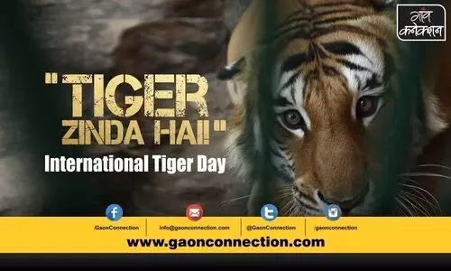 #InternationalTigerDay