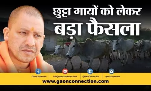 #stray animal cattle
