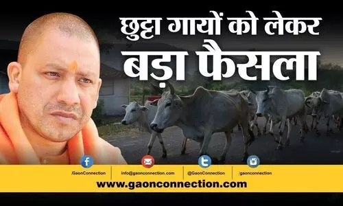 #cow