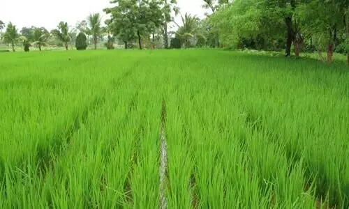 #paddy crop
