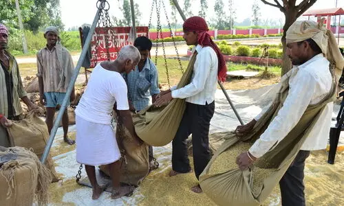 #paddy crop