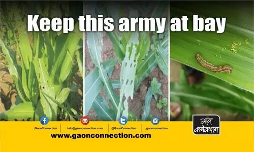 #insect-pests