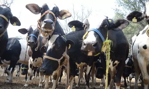 #Dairy Farm