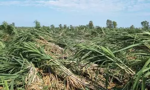 #sugarcane