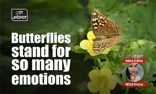 #Insects