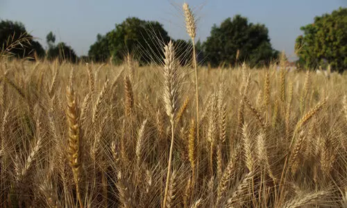 rabi season