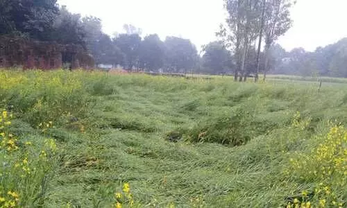 #rabi crop
