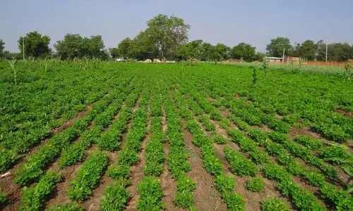 #Groundnut