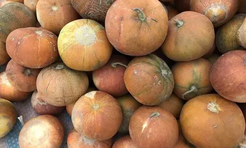 muskmelon