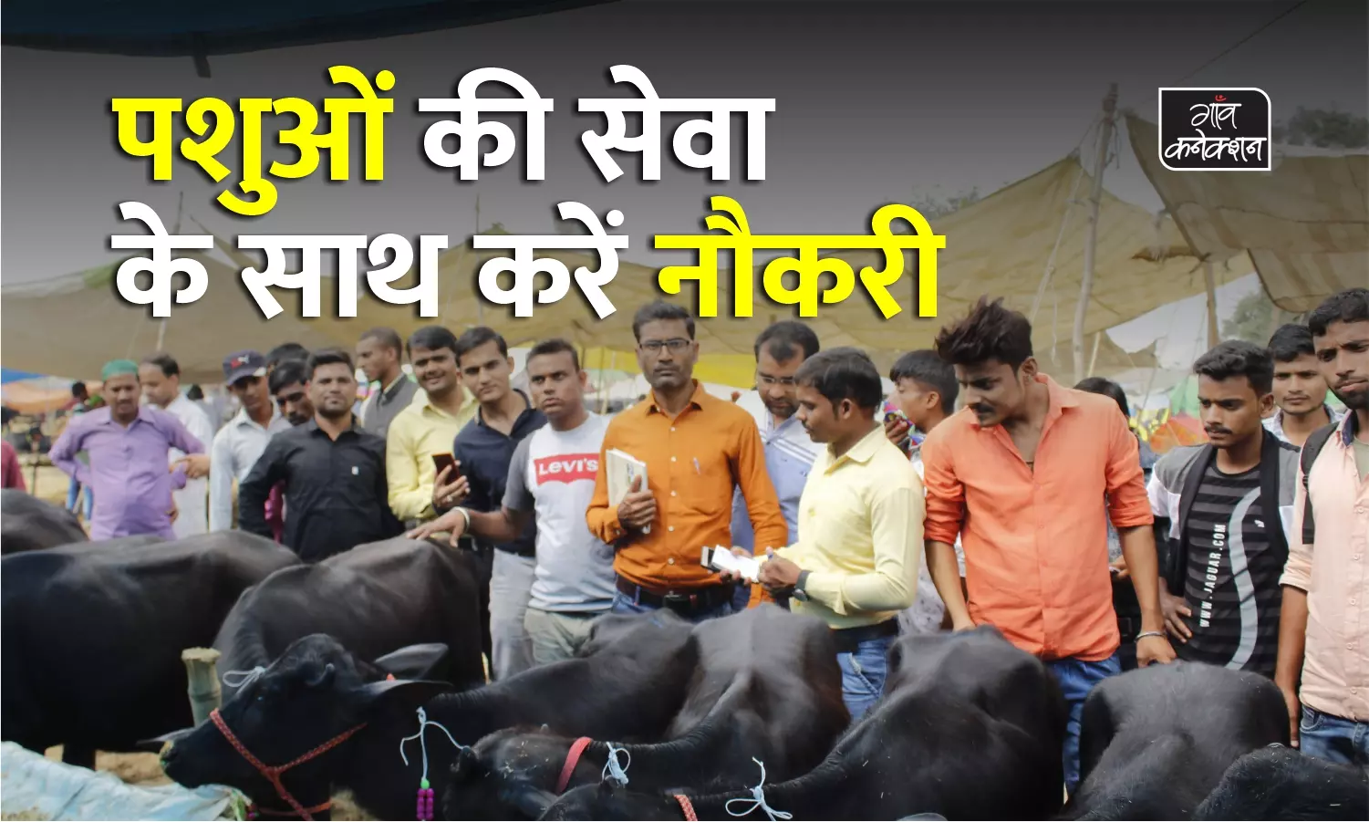 #animal husbandry