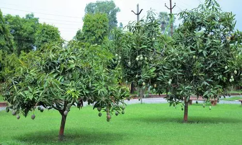 #Mango cultivation