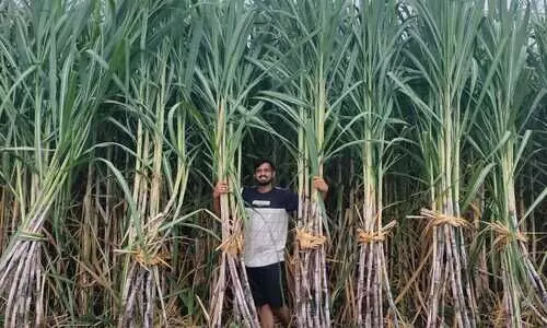 #sugarcane farmers