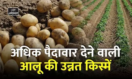 #potato farming