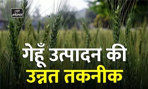 #wheat crop