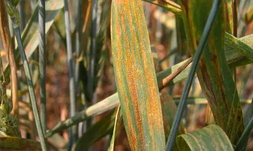 #yellow rust