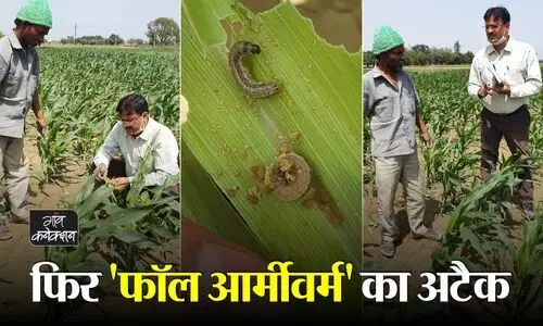 #Fall Armyworm