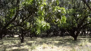 mango farmer