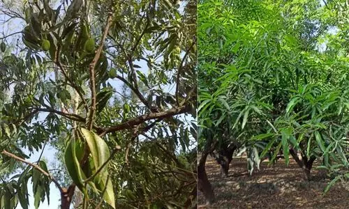 mango farmer