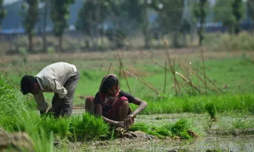 #paddy cultivation