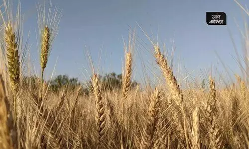 #Wheat