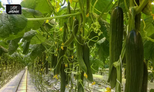 #seedless