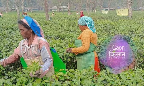 #Tea