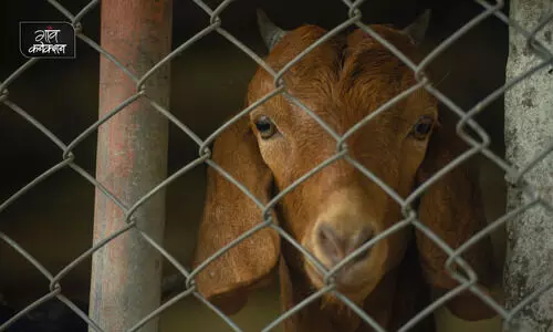 #Livestock