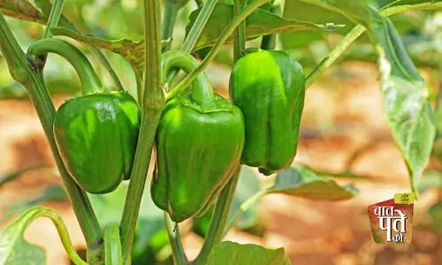 agriculture