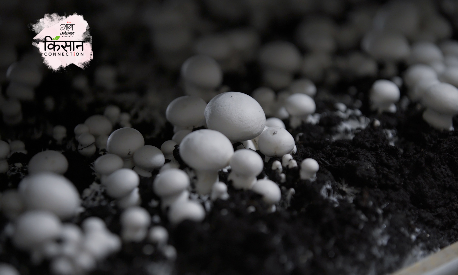 #mushroom