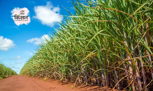 #sugarcane