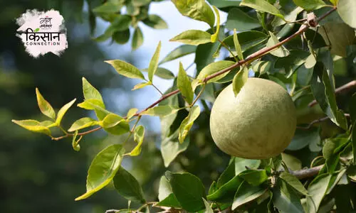 #bael fruit