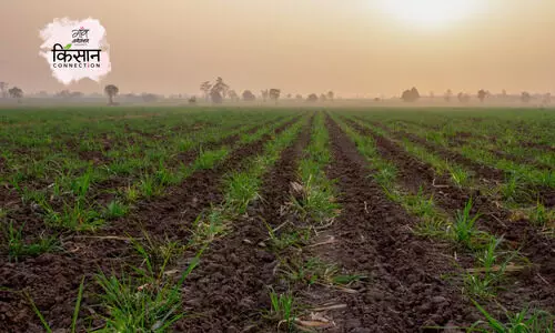 #Sugarcane crop
