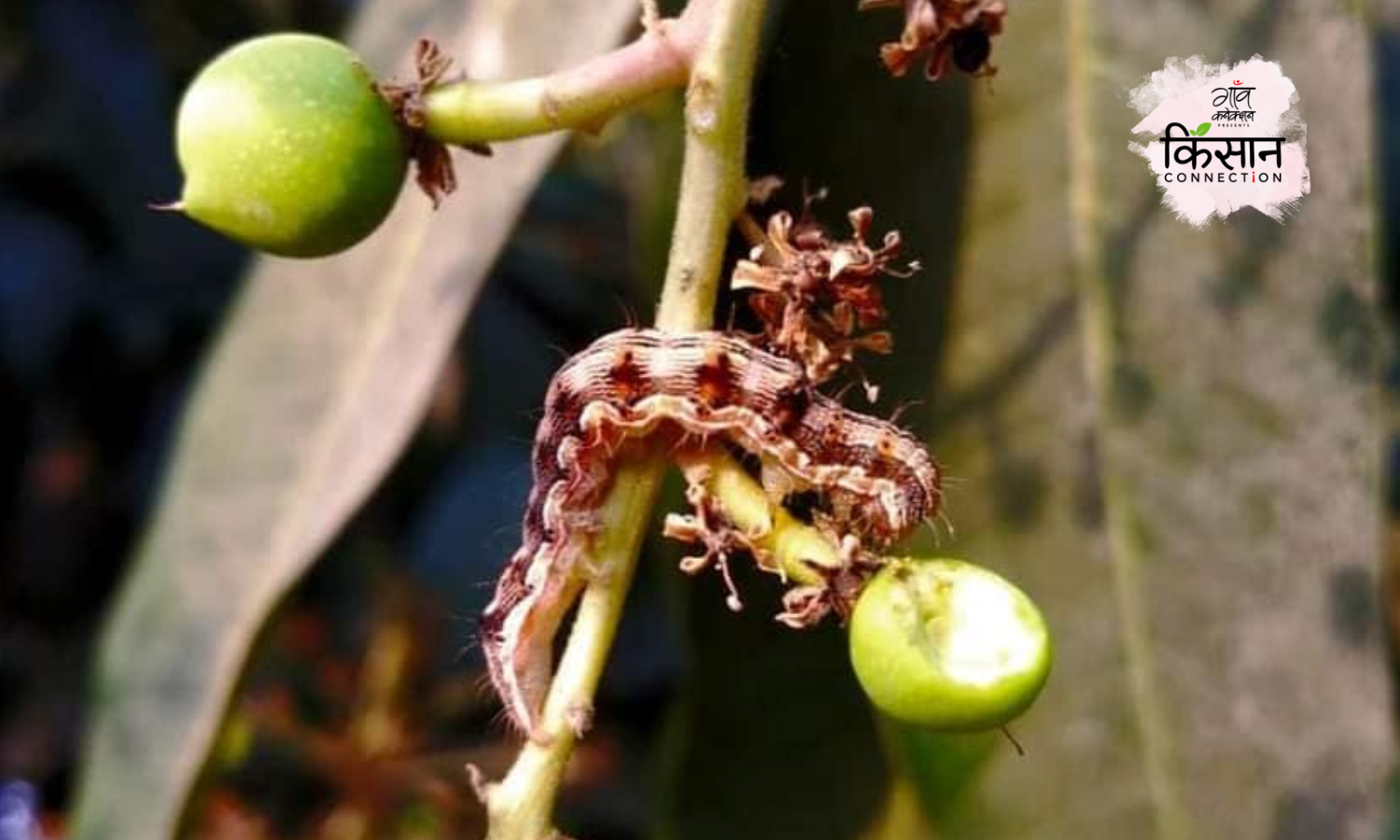 mango production India