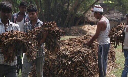 खेती किसानी