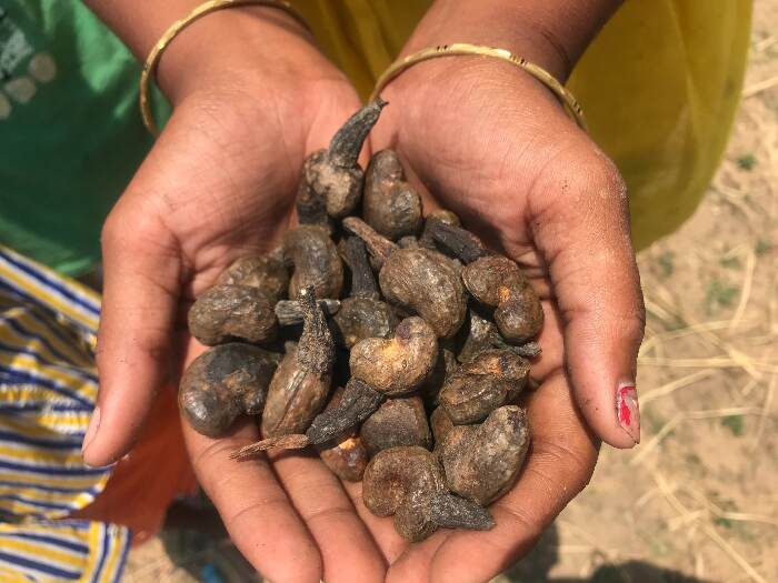 A number of small and marginal farmers are into cashew farming in coastal Odisha. Cyclone Fani uprooted cashew plantations and farmers suffered losses worth several lakh. Rameshwarpatna near Puri was one such affected village.  Pic: Nidhi Jamwal.