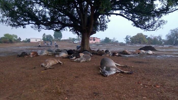 Animal deaths due to lightning